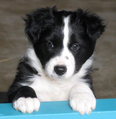 Waylon x Kitzu Litter Pedigree